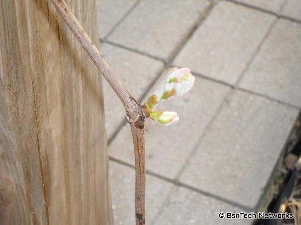 Concord Seedless Grape Vine Bud