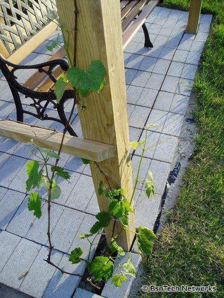 Concord Seedless Grape Vine