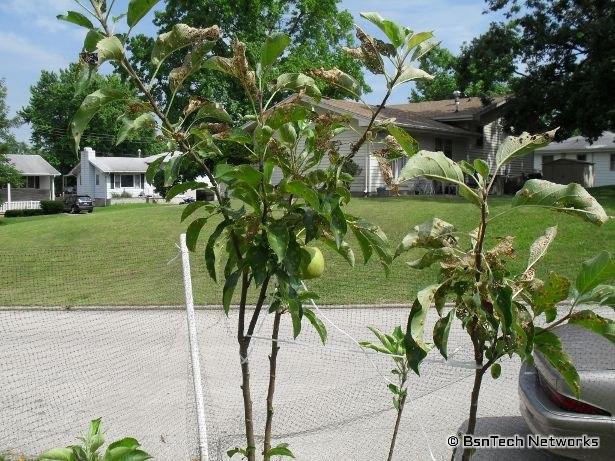 Granny Smith Apple Tree