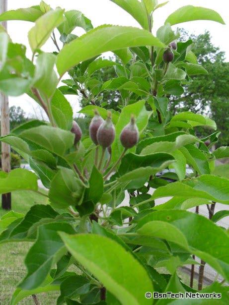 Granny Smith Apples