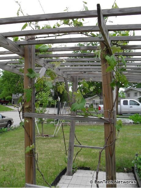 Grape Arbor