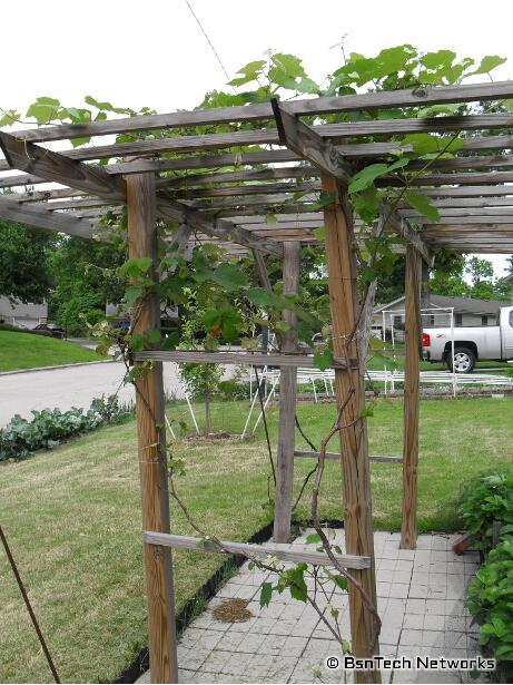 Grape Arbor