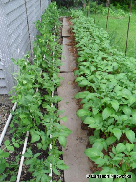 Back Garden & Mulched Potatoes