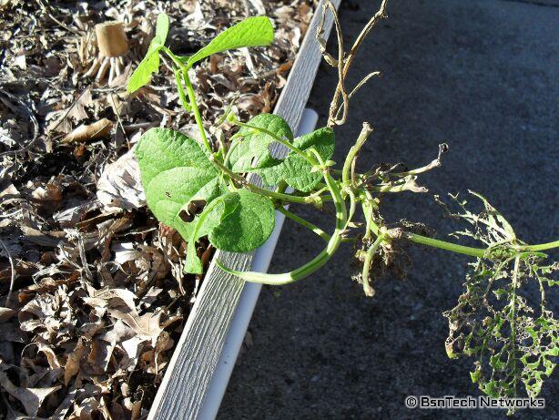 Greencrop Green Beans