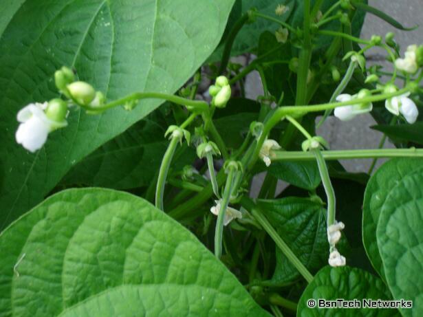 Bush Blue Lake 274 Beans