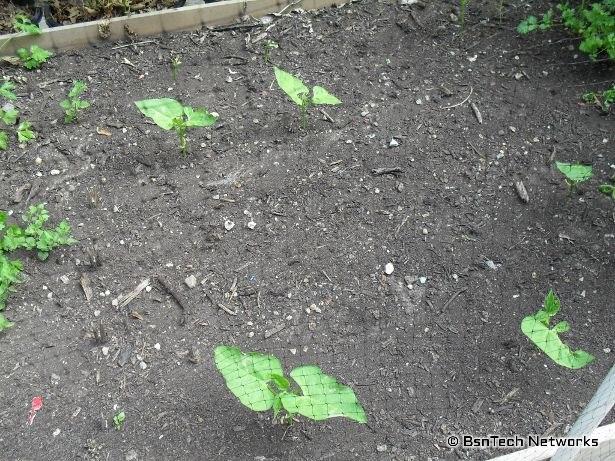 Greencrop Green Beans