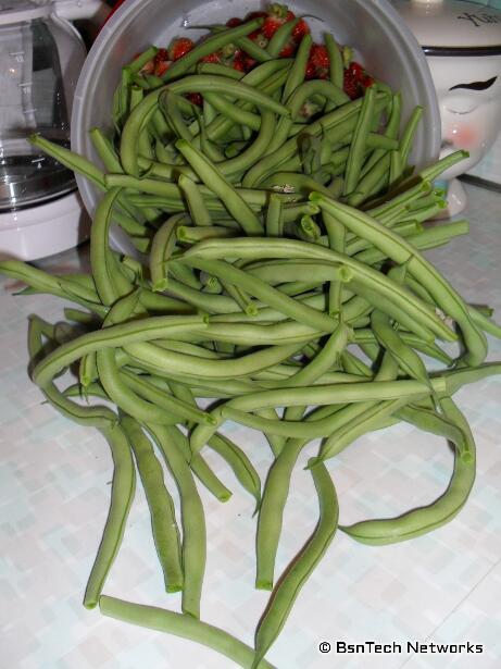 Bush Blue Lake 274 Green Beans