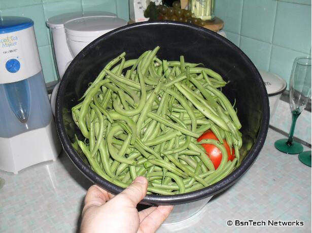 Bush Blue Lake 274 Green Beans