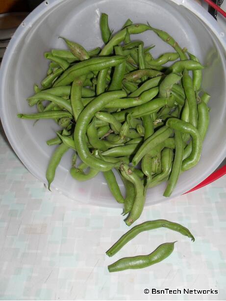 Bush Blue Lake 274 Green Beans