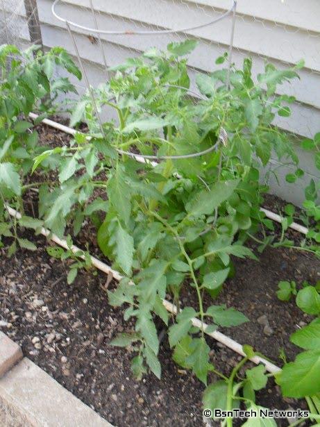 Best Boy Tomato Plant