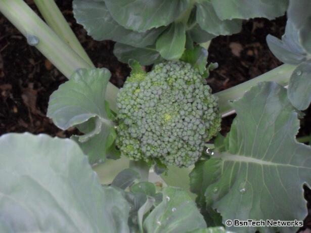 Premium Crop Broccoli