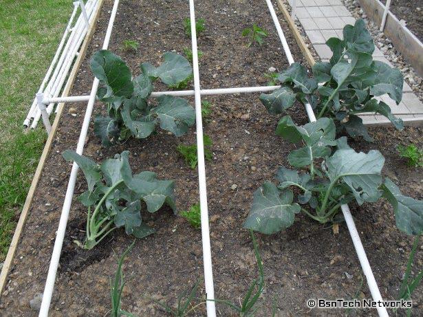 Green Goliath Broccoli