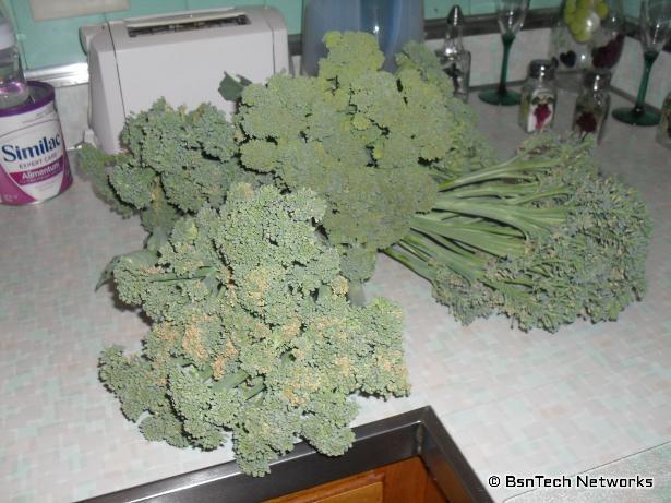 Broccoli Harvest