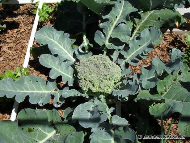 Green Goliath Broccoli