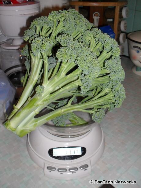 Premium Crop Broccoli