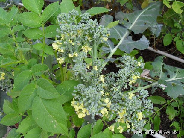 Broccoli Flowering