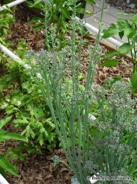 Broccoli Shoots