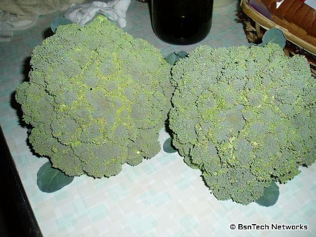 Broccoli