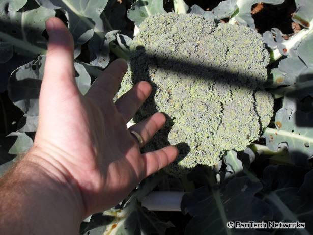 Green Goliath Broccoli