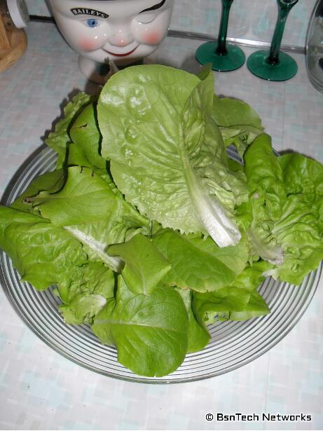 Buttercrunch Lettuce