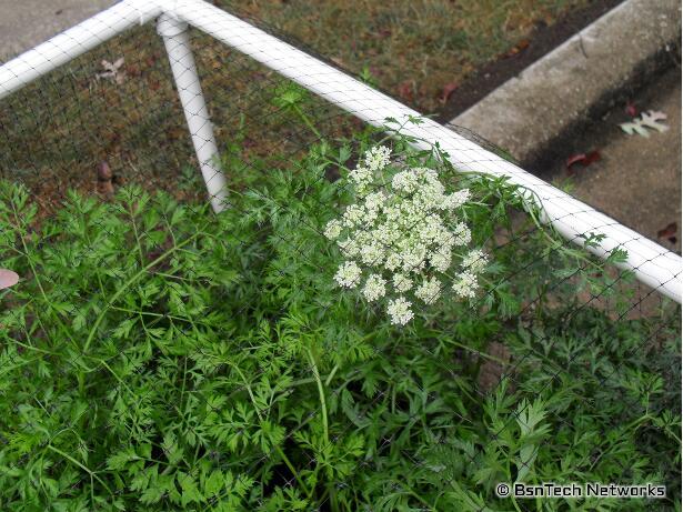 Carrot Flower