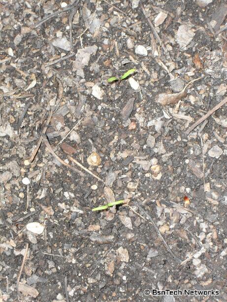 Carrot Seedlings