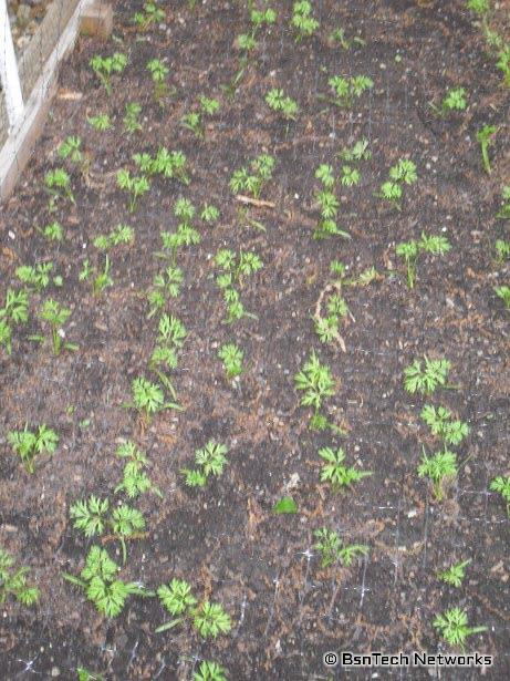 Carrot Seedlings