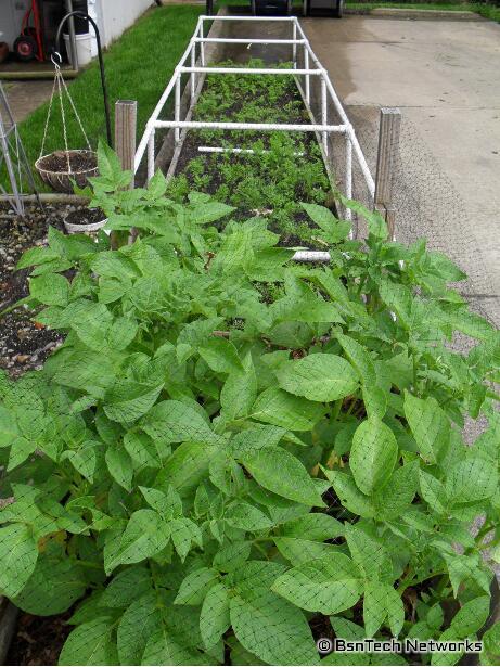 Potato Bin & Carrots