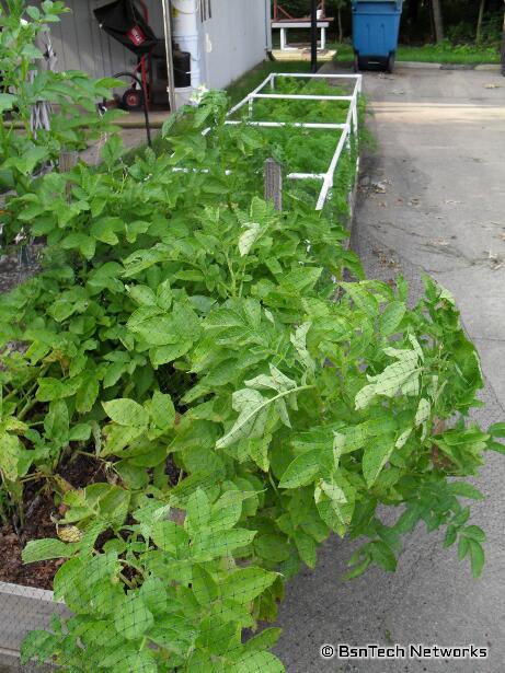 Carrot Bed