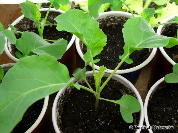 Broccoli & Cauliflower Seedlings