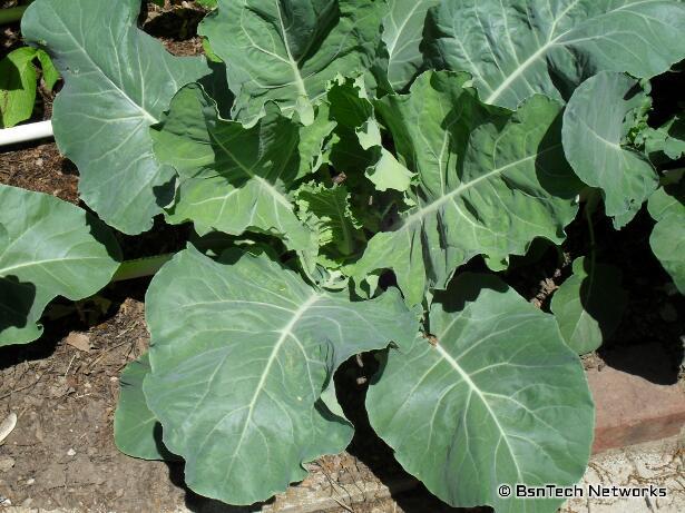 Snow Crown Cauliflower