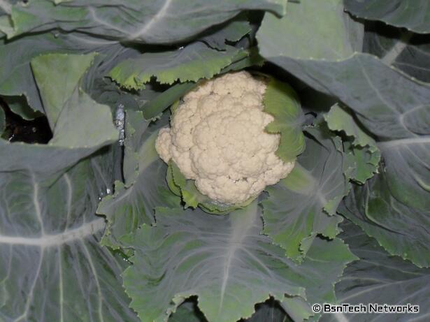 Snow Crown Cauliflower