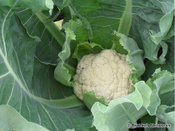 Snow Crown Cauliflower