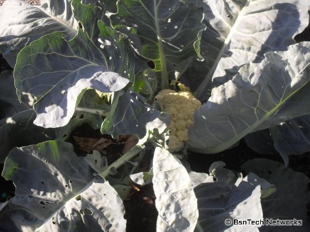 Snow Crown Cauliflower