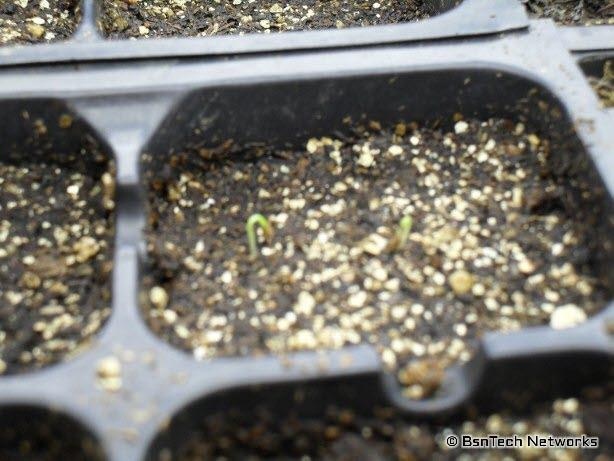 Ventura Celery Seedlings