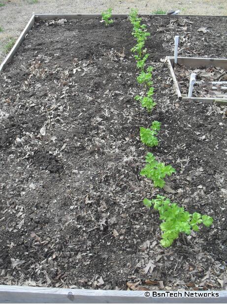 Ventura Celery Plants