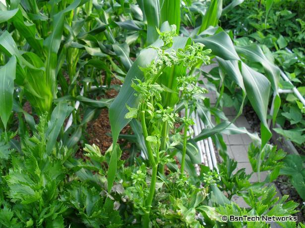 Ventura Celery Bolting