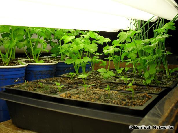 Ventura Celery Seedlings