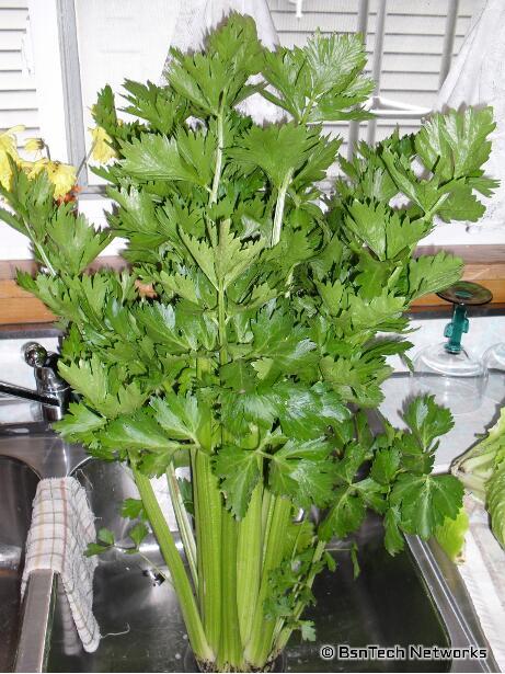 Venturay Celery