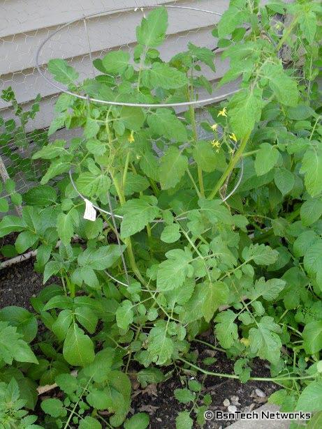 Red Cherry Tomato Plant