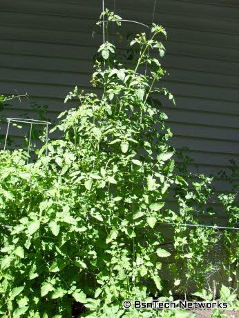 Cherry Tomato Plant