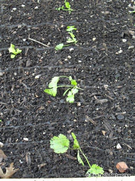 Cilantro Seedlings