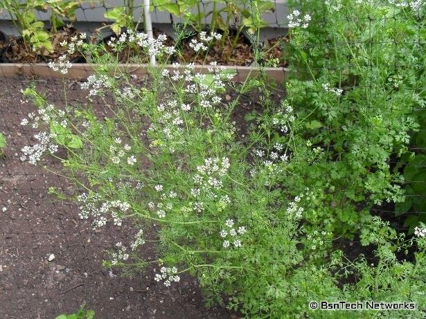 Cilantro in Bloom