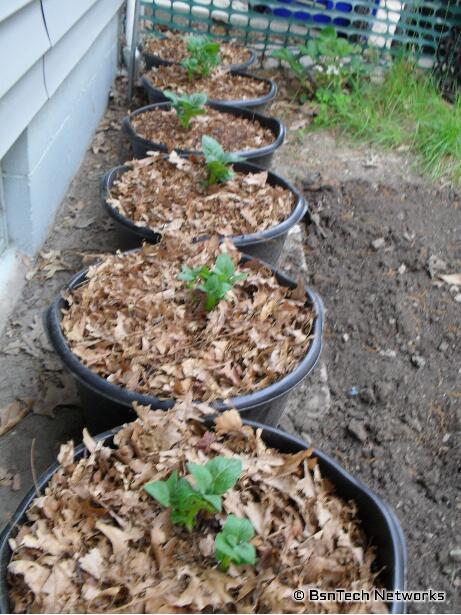 Kennebec Potatoes in Containers