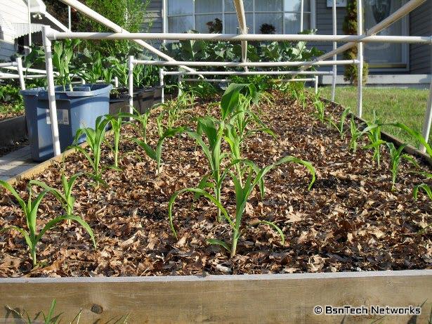 Corn Plants