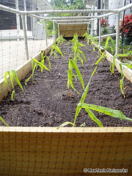 Corn in Planter