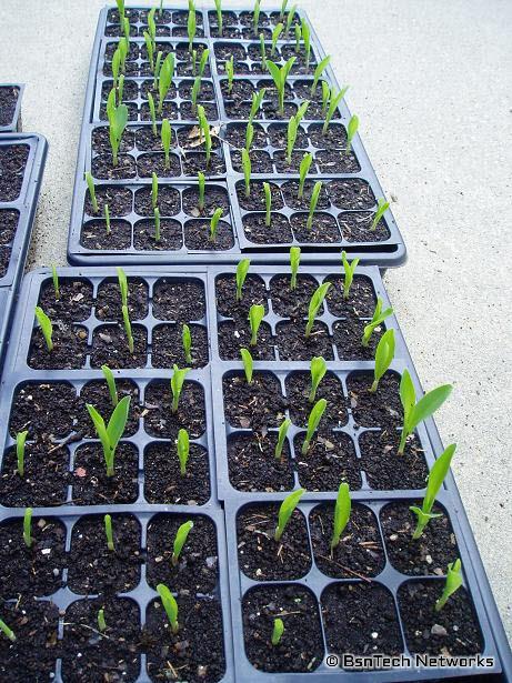 Corn Seedlings