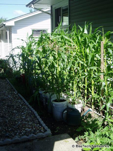 Peaches & Cream Corn