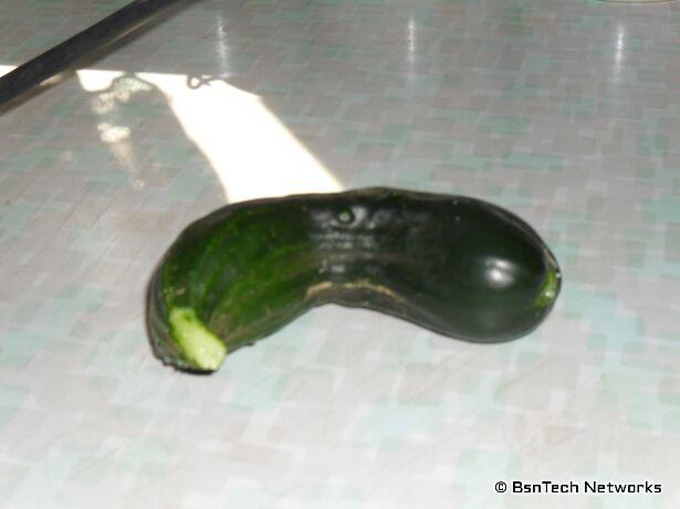 Straight Eight Cucumber