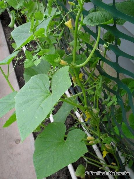 Burpee Pickler Cucumber